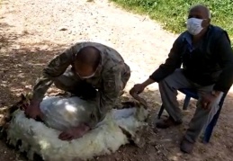 Jandarma yaşlı adamın koyunlarını kırktı