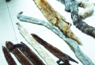 Kaçak avcı, 11 tane kurt ve tilki avladı