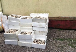Kaçak avlananlara ceza yazıldı