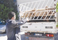 Kaçak hayvanlara el konuldu