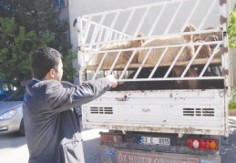 Kaçak hayvanlara el konuldu 