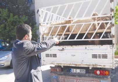 Kaçak hayvanlara el konuldu