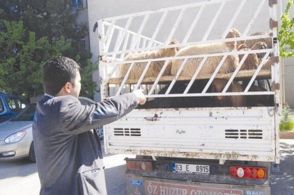 Kaçak hayvanlara el konuldu 