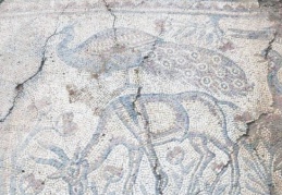 Kaçak kazıda ortaya çıkan mozaikler Zeugma Müzesi'nde sergilenecek