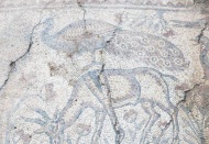 Kaçak kazıda ortaya çıkan mozaikler Zeugma Müzesi'nde sergilenecek