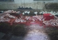 Kaçak kesilen tavuklara el konuldu