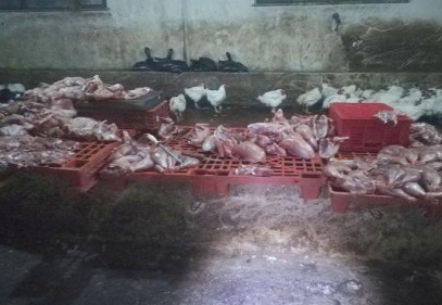 Kaçak kesilen tavuklara el konuldu