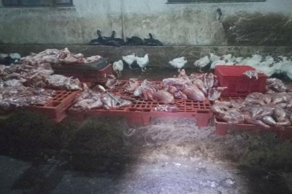 Kaçak kesilen tavuklara el konuldu