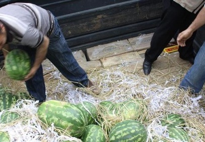 Kaçak sigaralar karpuzların altından çıktı