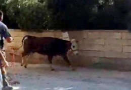 Kaçan dana zor anlar yaşattı
