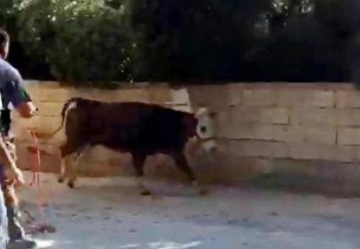 Kaçan dana zor anlar yaşattı