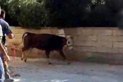 Kaçan dana zor anlar yaşattı