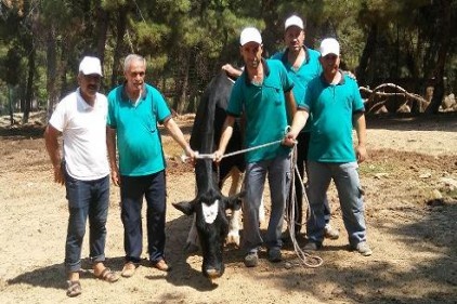 Kaçan kurbanlıklar için droneli özel ekip kuruldu