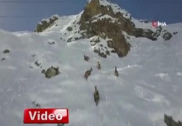 Kaçkar Dağları'nda yaban hayatı havadan görüntülendi