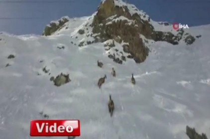 Kaçkar Dağları&#039;nda yaban hayatı havadan görüntülendi