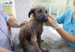 Kaçmak isterken sıcak asfalta bulandı 