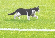 Kadıköy’de sahaya kedi girdi