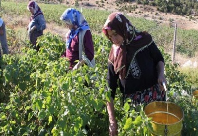 “Kadın Çiftçiler Tarımsal Yayım Projesi” ile şeker out üretimi artırılacak