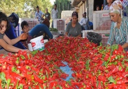 Kadın eli bibere değdiğinde evlere bereket geliyor