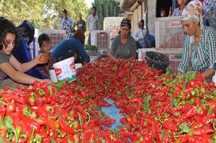 Kadın eli bibere değdiğinde evlere bereket geliyor