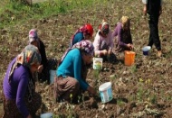 Kadın en çok tarlada var