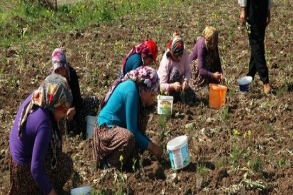 Kadın en çok tarlada var