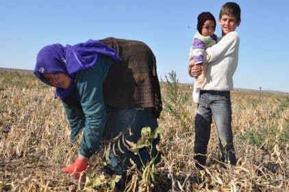 Kadınlar tarımda da ücretsiz çalışıyor