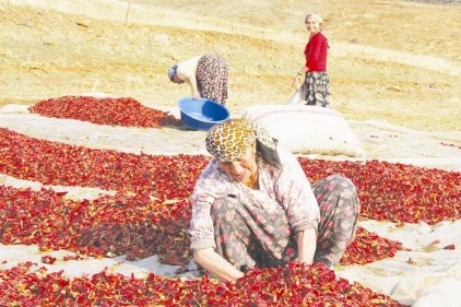 Kadınlarımızı eğitemezsek tarımda verimlilik hayaldir