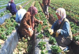 Kadınların iş gücüne katılım oranı yüzde 32,5