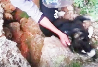 Kafası bidona sıkışan köpek, günler sonra fark edilerek kurtarıldı