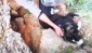 Kafası bidona sıkışan köpek, günler sonra fark edilerek kurtarıldı