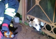 Kafası demir parmaklığa sıkışan köpeği itfaiye kurtardı 