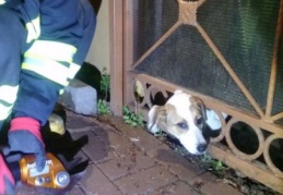 Kafası demir parmaklığa sıkışan köpeği itfaiye kurtardı 