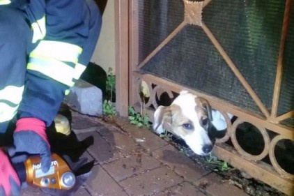 Kafası demir parmaklığa sıkışan köpeği itfaiye kurtardı 