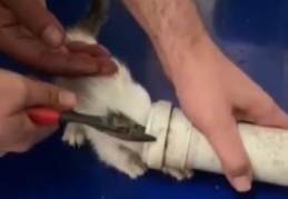 Kafası su borusuna sıkışan yavru kediyi itfaiye kurtardı 