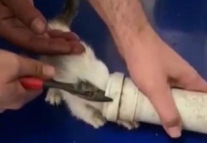 Kafası su borusuna sıkışan yavru kediyi itfaiye kurtardı 