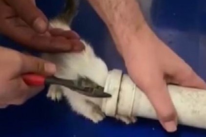 Kafası su borusuna sıkışan yavru kediyi itfaiye kurtardı 