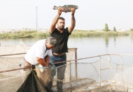 Kafes balıkçılığı bölgede alternatif iş olanakları sağlıyor