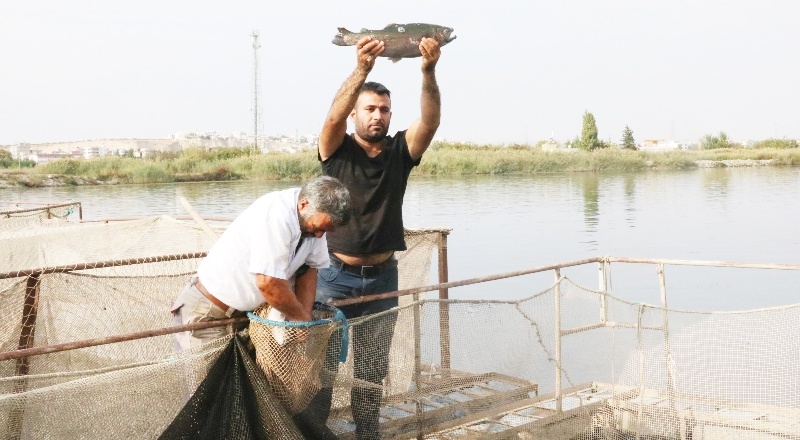 Kafes balıkçılığı bölgede alternatif iş olanakları sağlıyor