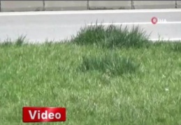 Kahramanmaraş'ı kelebekler bastı