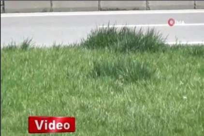 Kahramanmaraş&#039;ı kelebekler bastı