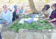 Kahramanmaraş'ta 200 bin ton salatalık üretiliyor