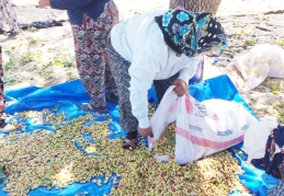 Kahramanmaraş’ta fıstık hasadı başladı