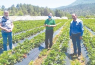 Kahramanmaraş'ta örtü altında yetiştirilen çileğin ilk hasadı yapıldı