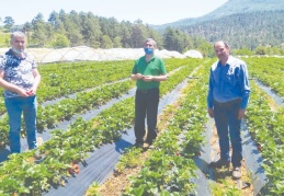 Kahramanmaraş'ta örtü altında yetiştirilen çileğin ilk hasadı yapıldı