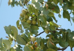 Kaman cevizinin tescil hakkı alınacak