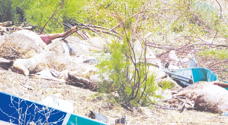 Osmaniye’de kamyon tıra çarptı: 1 ölü, 2 yaralı