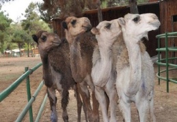 Kamyonet kasasında kaçak 4 yavru deve 