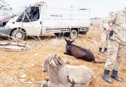 Kamyonet şarampole devrildi