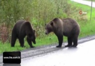 Kanada'da iki ayı birbirine girdi